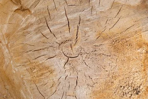 Cross section of a tree, close-up. Stock Photos