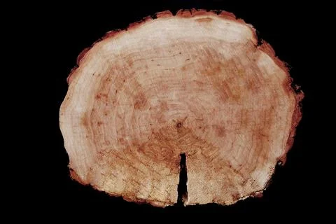 Cross section of a tree on a dark background. Stock Photos