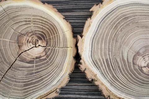 Cross section of the tree, decor element Stock Photos
