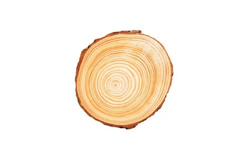 Cross-section of a tree isolated on white Stock Photos