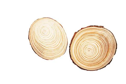 Cross-section of a tree isolated on white Stock Photos