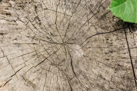 Cross section of a tree, old stump, green leaf. Wood texture in cracks. Top v Foto stock