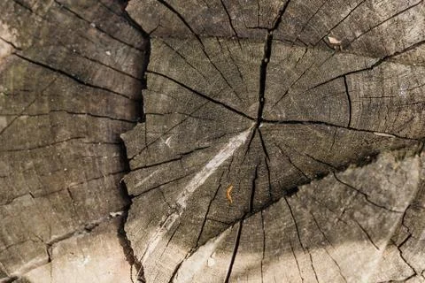 Cross-section of the tree, old stump. The texture of the wood in the cracks.  Stock Photos