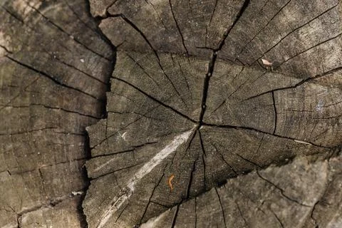 Cross-section of the tree, old stump. The texture of the wood in the cracks.  Stock Photos