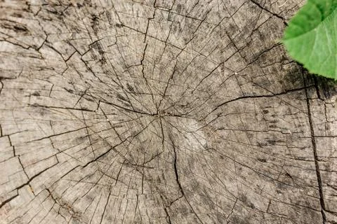 Cross section of a tree, old stump, green leaf. Wood texture in cracks. Top v Stock-Fotos