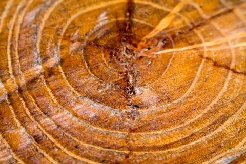 Cross section of tree Stock Photos