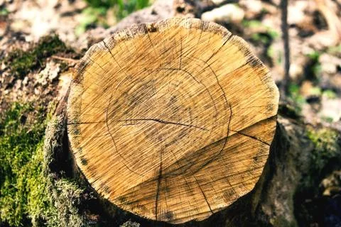 Cross section of tree Stock Photos