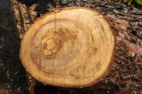 Cross section of the tree. Stock Photos