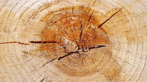 Cross section of the tree Stock Photos