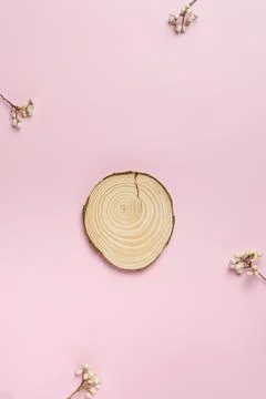 Cross section of the tree podium pedestal cosmetic beauty product presentatio Stock Photos