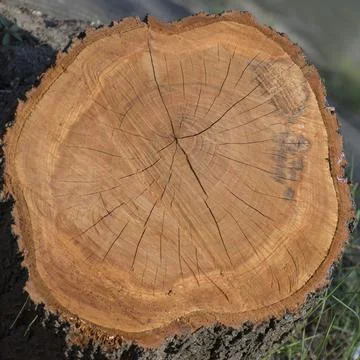 Cross section of the tree. On the section, annual rings and cracks are visibl Stock Photos