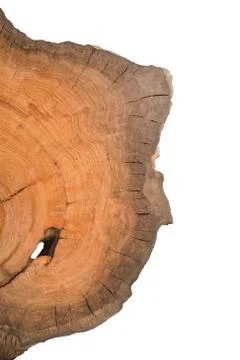 Cross section of tree stump isolated on white background 스톡 사진