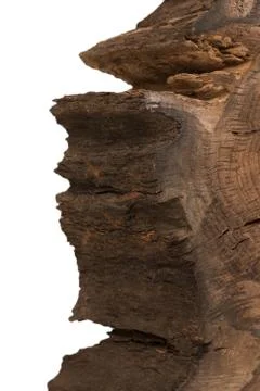 Cross section of tree stump isolated on white background 스톡 사진