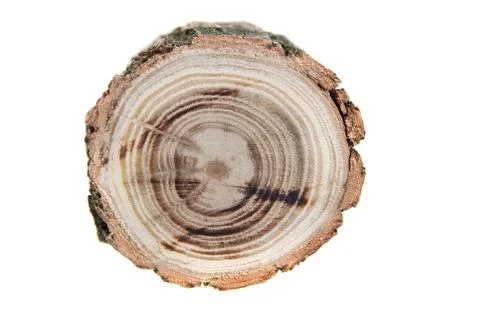 Cross section of tree stump, isolated on white Stock Photos