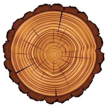Cross section of tree stump isolated on white Cross section of tree stump,... Stock Photos
