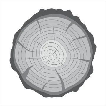 Cross section of tree stump or trunk. Wood cut. Stock Illustration