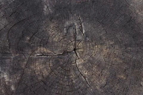 Cross section of tree stump Stock Photos