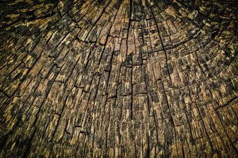 Cross Section Tree Stump Texture Stock Photos