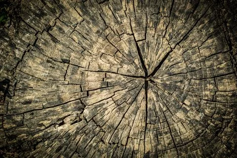 Cross Section Tree Stump Texture 스톡 사진