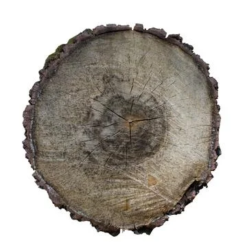 Cross-section of a tree texture Stock Photos