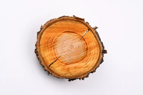 Cross section of a tree trunk with annual rings on a white surface Stock Photos