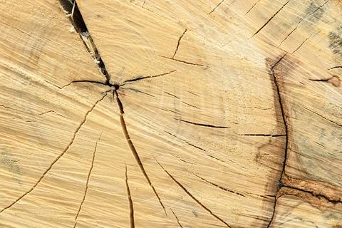 Cross section of a tree trunk with cracks and annual rings Stock Photos
