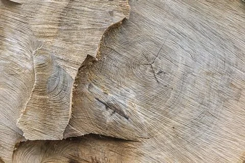 Cross-Section of a Tree Trunk Cut with Chain Saw Showing Cut Marks, Grain Stock Photos