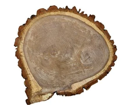Cross section of a tree trunk with growth rings, for displaying perfumes, j.. Stock Photos