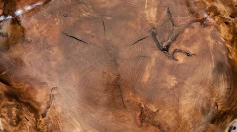 Cross section of tree trunk isolated on white - rotate Video stock 44444363