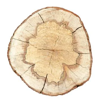 Cross section of tree trunk isolated on white background Stock Photos