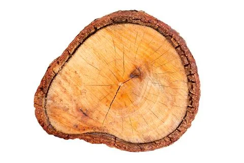 Cross section of tree trunk isolated on white background Stock Photos