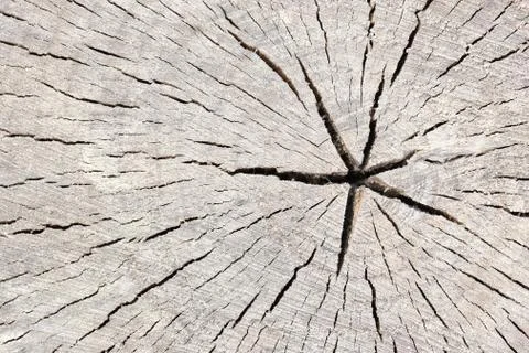 Cross section of tree trunk log showing growth rings, timber wood texture stu Stock Photos