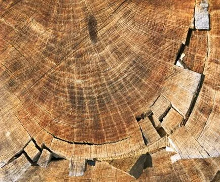Cross section of tree trunk oak. Brown wood texture Stock Photos