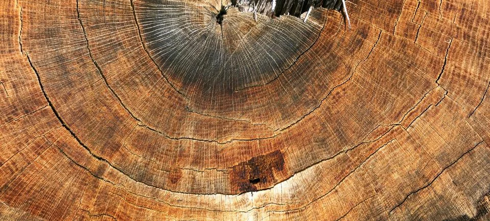 Cross section of tree trunk oak. Brown old wood texture Stock Photos