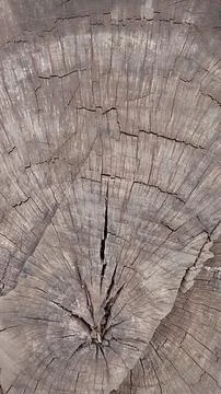 Cross section of tree trunk. Old wood texture from annual rings. Textured Stock Photos