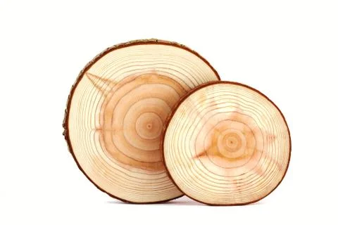 Cross section of tree trunk. Stock Photos