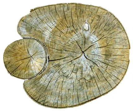 Cross section of tree trunk Stock Photos