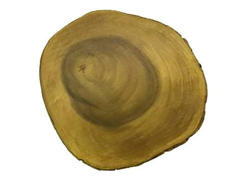 Cross section of tree trunk. Stock Photos