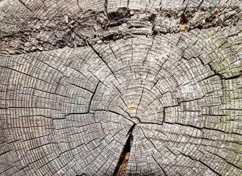 Cross-section of a tree trunk. Stock Photos