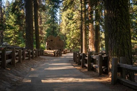 Cross Section of Tree Trunk at Sequoia National Park Stock Photos