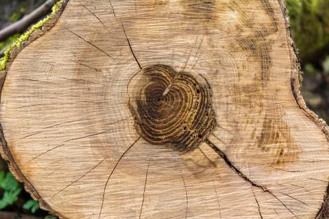 Cross section of tree trunk showing growth rings Stock Photos