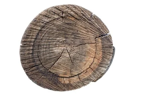 Cross section of tree trunk showing growth rings on white background. timbe.. Foto stock