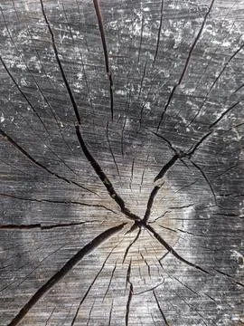 Cross section of tree trunk showing growth rings on natural background. log Stock Photos