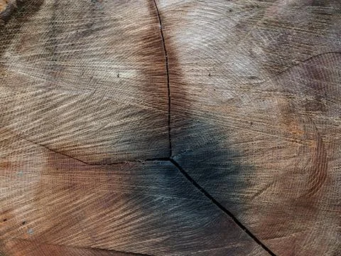 Cross-Section of Tree Trunk Showing Age Rings Stock Photos