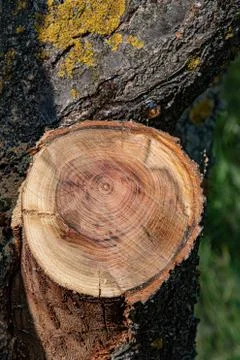 Cross section of tree trunk with tree ring pattern and cracks in bark. Rough Stock Photos