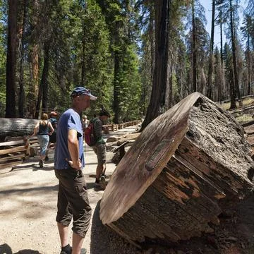 Cross section of a tree trunk two tourists reading information boards behind Stock Photos