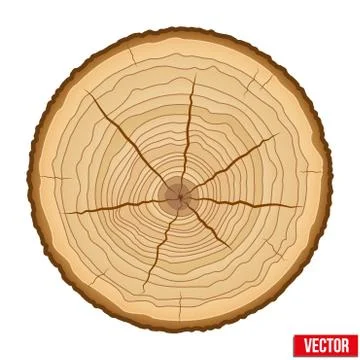 Cross section of tree trunk. Vector. 스톡 일러스트