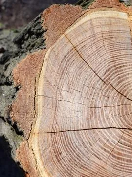 Cross-section of tree trunks, with annual rings and cracks. Stock Photos