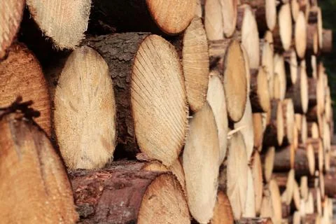 Cross section of tree trunks background. Decoration of cutting tree. Cutting Stock Photos