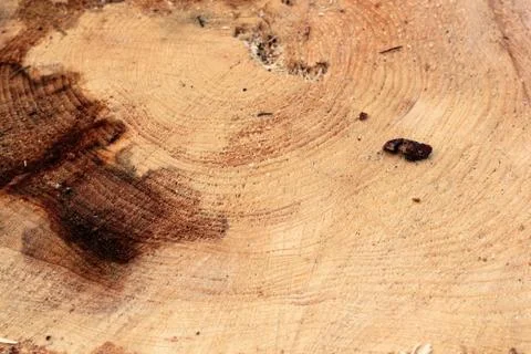 Cross section of tree trunks background. Decoration of cutting tree. Cutting Stock Photos